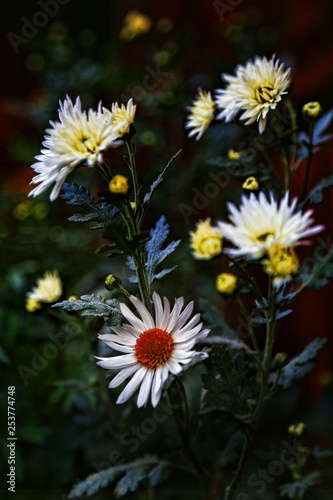 endemic flower types.artvin 