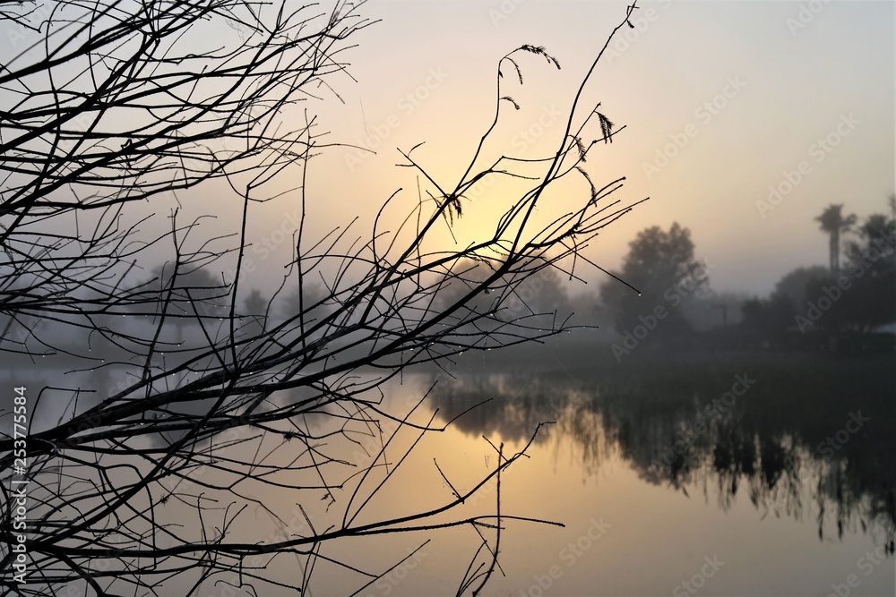 tree on the lake during sunrise tree on the lake during sunrise