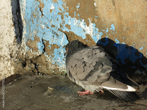 The pigeon basks against the wall of the house