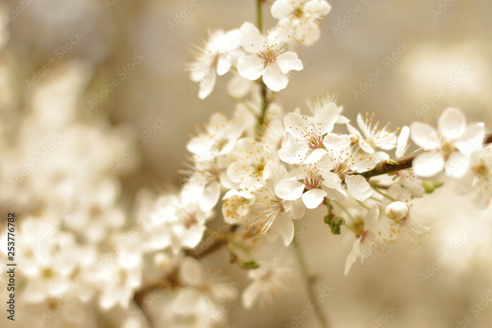 beautiful blooming tree, spring time beautiful blooming tree, spring time