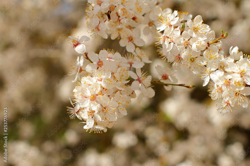 Fototapeta premium beautiful blooming tree, spring time
