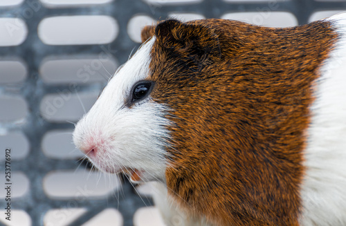 Fat guinea pig Peruvian Guinea