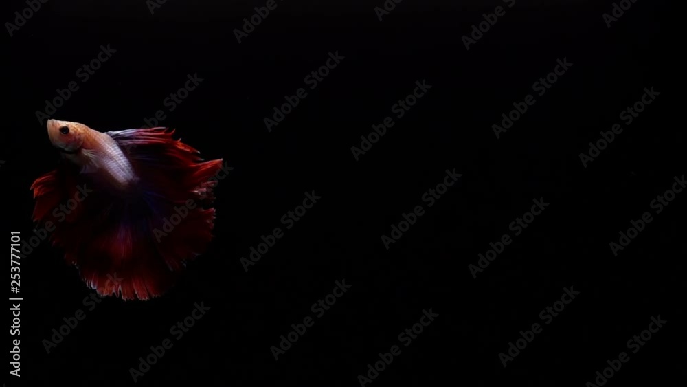 Vibrant and colourful Siamese fighting fish Betta splendens, also known as Thai Fighting Fish or betta, a popular aquarium fish in super slow motion on black background Vibrant and colourful Siamese fighting fish Betta splendens, also known as Thai Fighting Fish or betta, a popular aquarium fish in super slow motion on black background