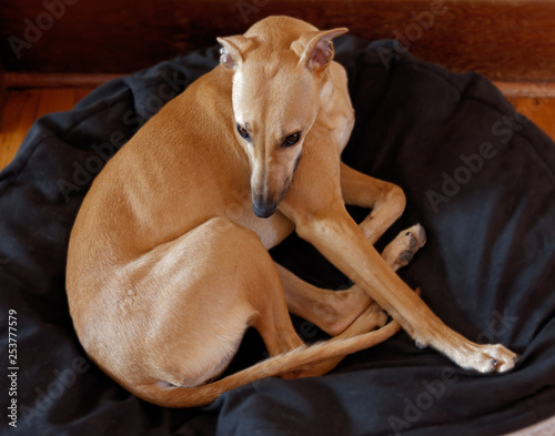 Naklejka Echo, whippet