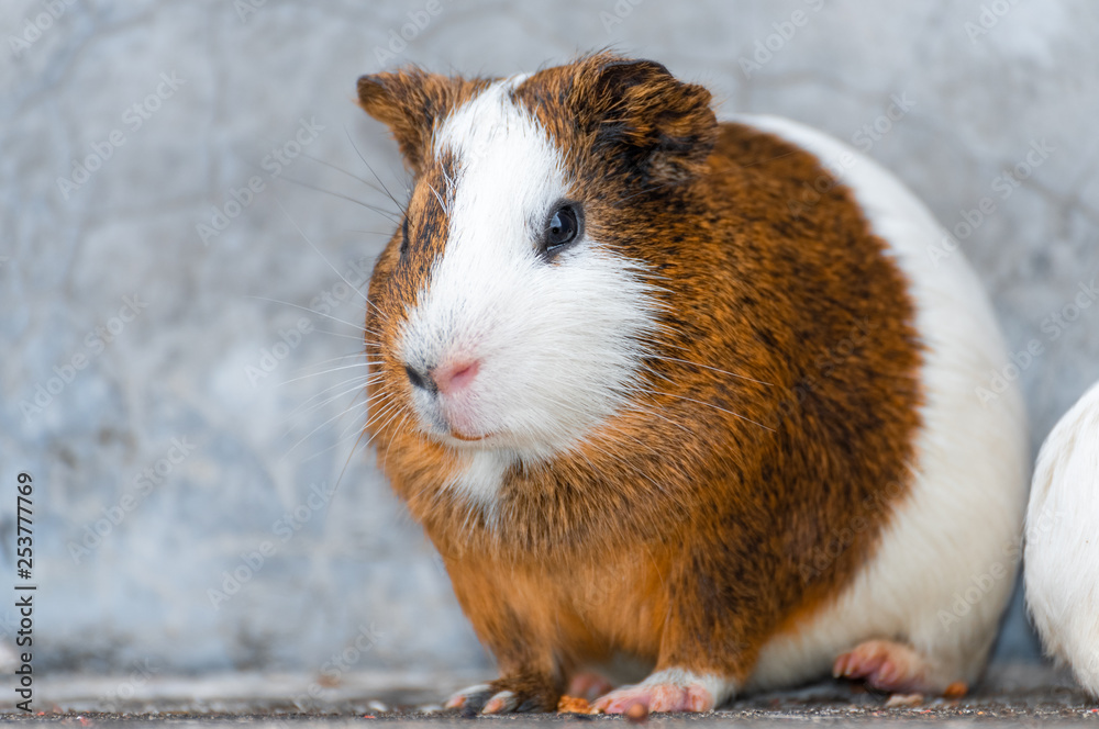 A fat guinea pig. A fat guinea pig.