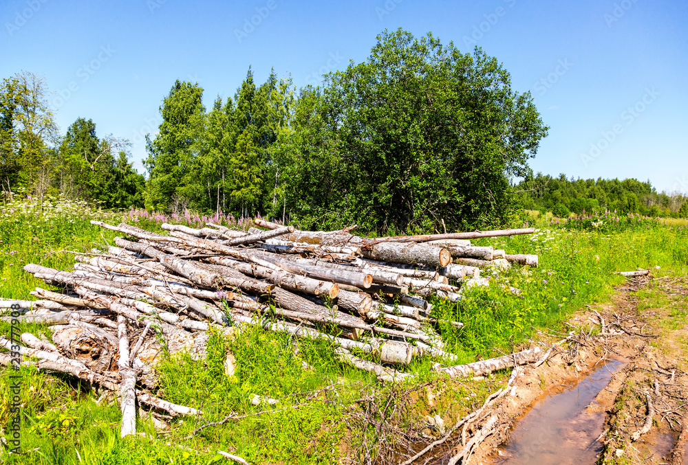 Tree logs piled up near a forest road