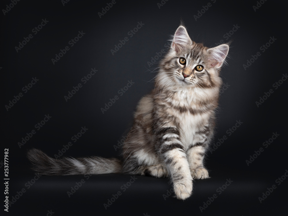 Fototapeta premium Very cute young male Maine Coon cat kitten, sitting side ways / facing front. Looking straight to lens with dark yellow eyes. Isolated on black background. Tail beside body and slightly down from edge