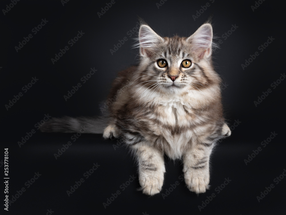 Very cute young male Maine Coon cat kitten, laying down facing front. Looking straight to lens with dark yellow eyes. Isolated on black background. Tail beside body and paws hanging from edge.
