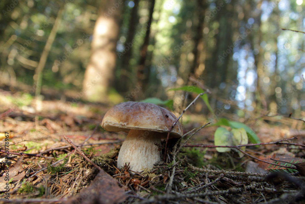 Boletus mushroom on moss in the forest Boletus mushroom on moss in the forest