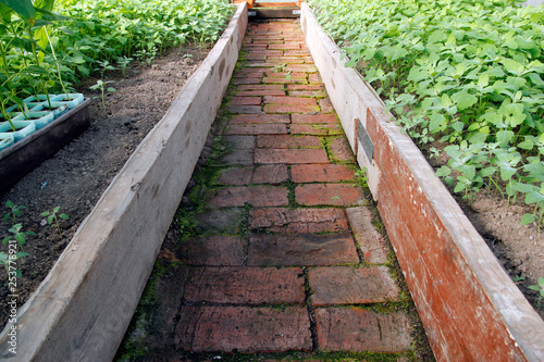 Brick garden path, landscape design