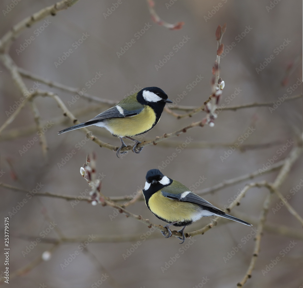 Fototapeta premium Two Big titmouse sitting on a branch of spring willow...