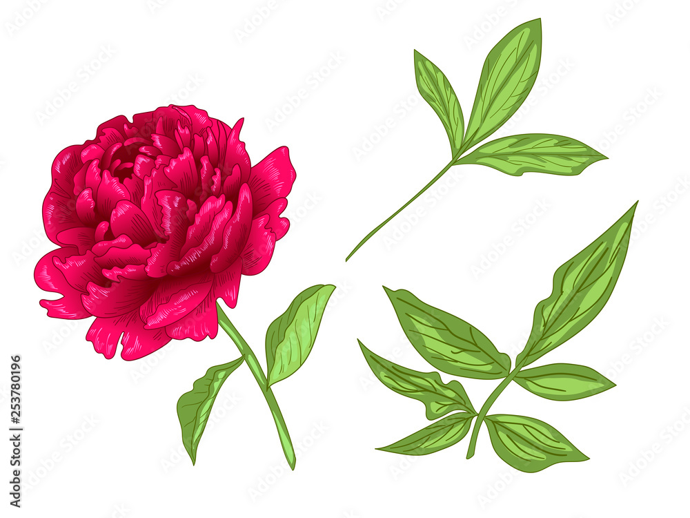 Fototapeta premium Vector Red Peony floral botanical flower. Red and green engraved ink art. Isolated peony illustration element.