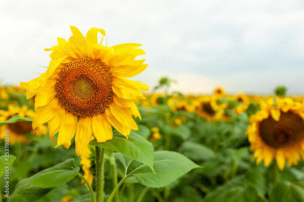 Sunflower field landscape close-up on summer sunny day