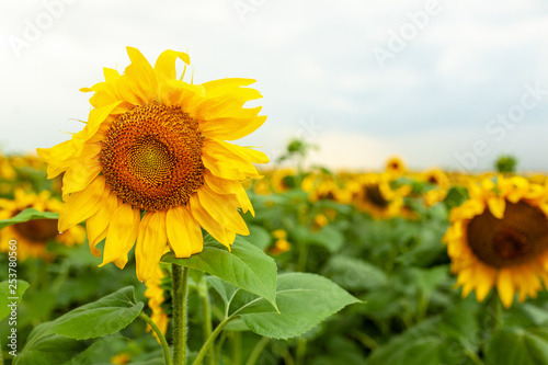 Sunflower field landscape close-up on summer sunny day