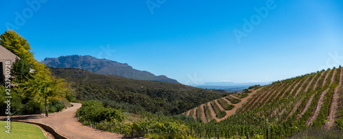 South African vinyard and surrounding hills