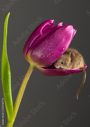 Harvest Mouse sat inside a tulip