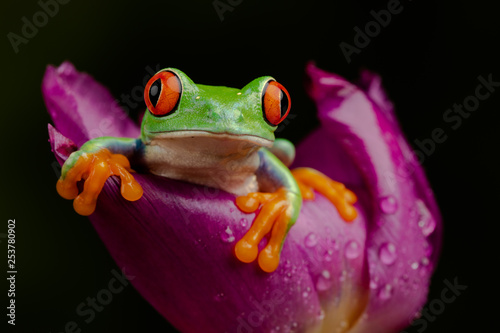 Tree Frog in a Tulip I