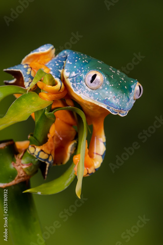 Tree Frog ready to jump