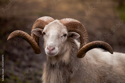 portrait of a young ram photo