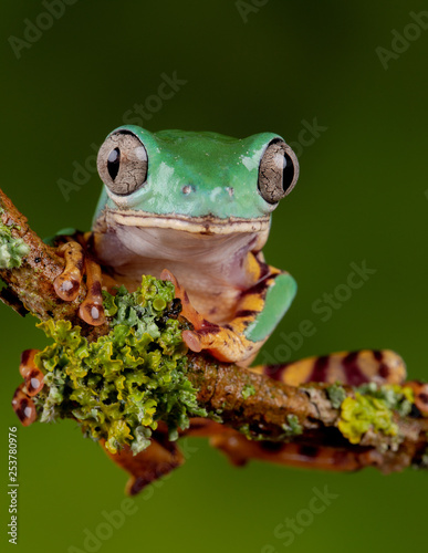 Tiger Leg Monkey Frog