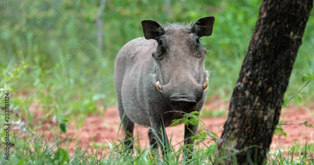 warthog in the savannah, park kruger south africa warthog in the savannah, park kruger south africa