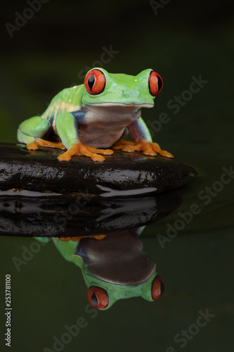 Red Eyed Tree Frog Reflection III