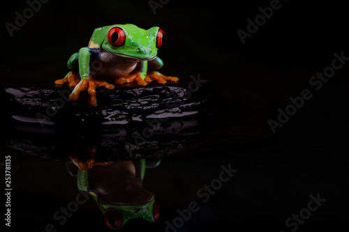Red Eyed Tree Frog Reflection II
