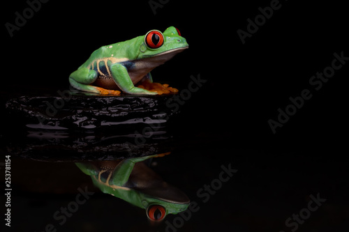 Red Eyed Tree Frog Reflection I