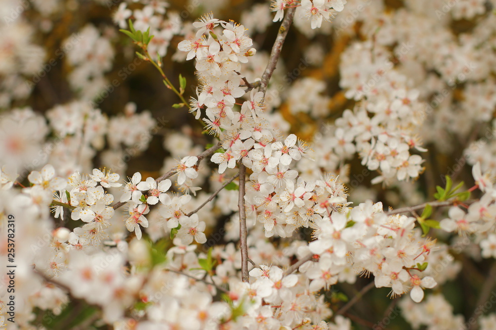 beautiful blooming tree, spring time beautiful blooming tree, spring time