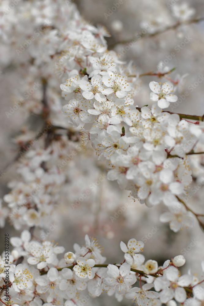 Fototapeta premium beautiful blooming tree, spring time