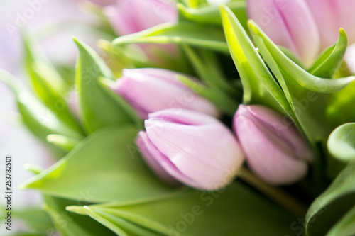 Beautiful bouquet of many small violet tulips Tulipa for celebration photo