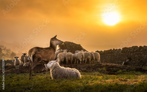 A deer and a flock of sheep enjoying a sunrise in Broadway Cotswolds