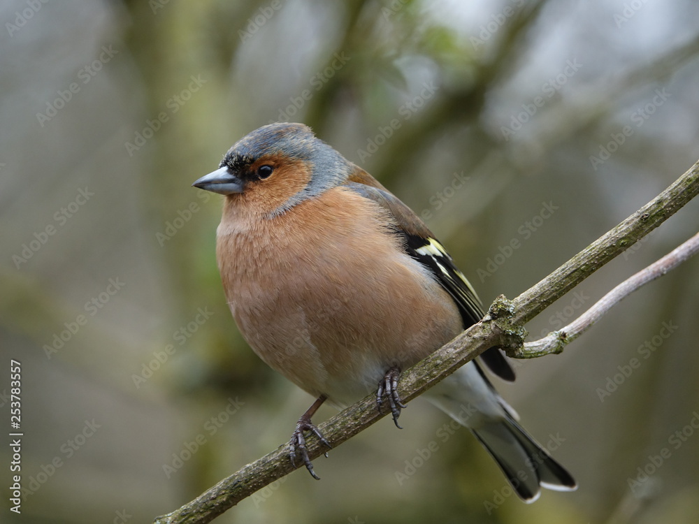 Fototapeta premium male chaffinch (Fringilla coelebs) perched on branch in woodland