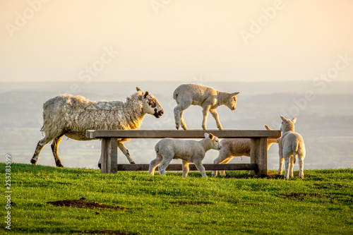 Lamb climbs on bench at Dovers Hill