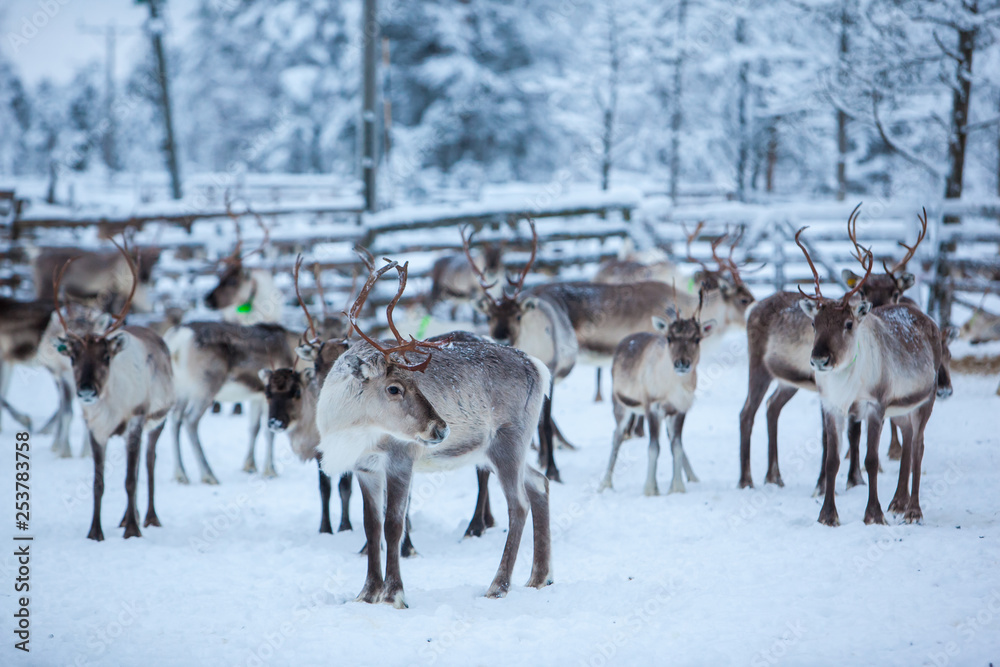 Reindeers migrate for a best grazing in the tundra nearby of polar circle in a cold winter day. Yamal peninsula, Siberia. Reindeers migrate for a best grazing in the tundra nearby of polar circle in a cold winter day. Yamal peninsula, Siberia.