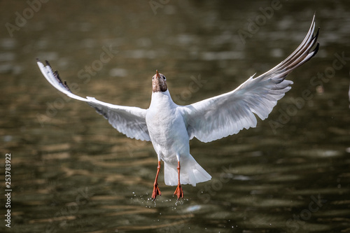 Black headed gull flying chroicocephalus ridibundus