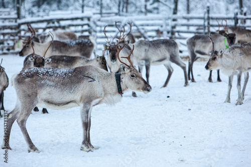 Herd of reindeer in winter weather  pasture reindeer