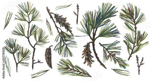 Foto Floral set isolated on white with Eastern White Pine branch, pine cones and pine needles