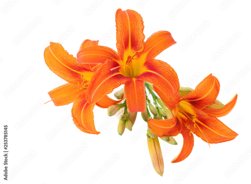 lilium bulbiferum lily orange flower isolated on white background lilium bulbiferum lily orange flower isolated on white background
