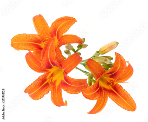 Orange Lily Lilium bulbiferum isolated on white background