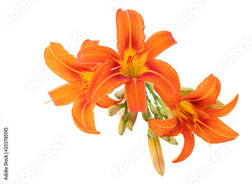 lilium bulbiferum  lily orange flower isolated on white background