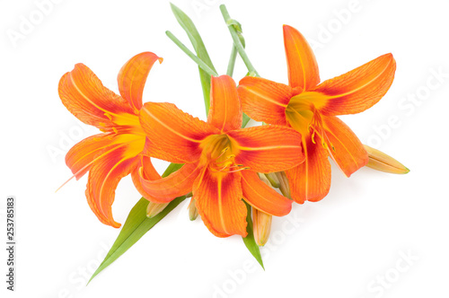 Blossoming orange lilies isolated on a white background