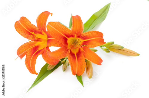 orange lily isolated on a white background