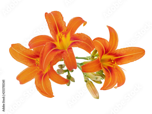 orange daylily with bud isolated on white