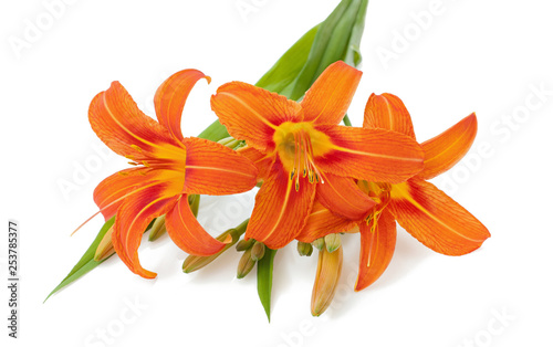 hemerocallis lily flower isolated on white