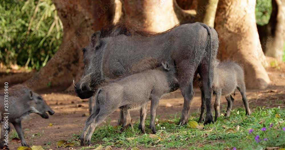 warthog family in the savannah, park kruger south africa warthog family in the savannah, park kruger south africa