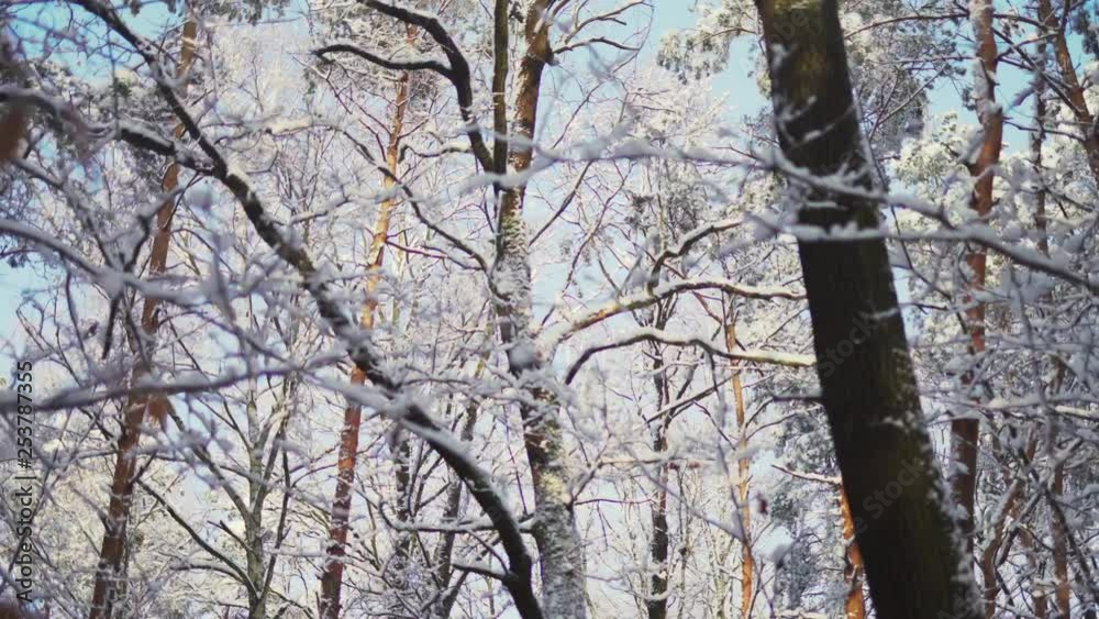 Beautiful looking up shot of snow covered branches in a forest with golden sun rays shining through branches Beautiful looking up shot of snow covered branches in a forest with golden sun rays shining through branches