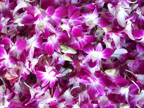 Many orchid flower in winter background