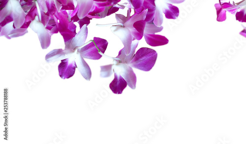 Many orchid flower in winter background
