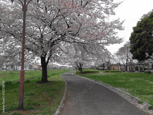 高田緑地の桜